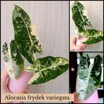 Alocasia frydek variegata, Ophalen, Overige soorten, Minder dan 100 cm