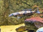 Lepidiolamprologus attenuatus, Dieren en Toebehoren, Vissen | Aquariumvissen, Vis
