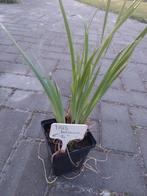 Blauw paarse Iris, Ophalen, Zomer, Overige soorten, Volle zon