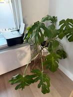 Grote Monstera plant met pot, Ophalen, 100 tot 150 cm, Halfschaduw, In pot