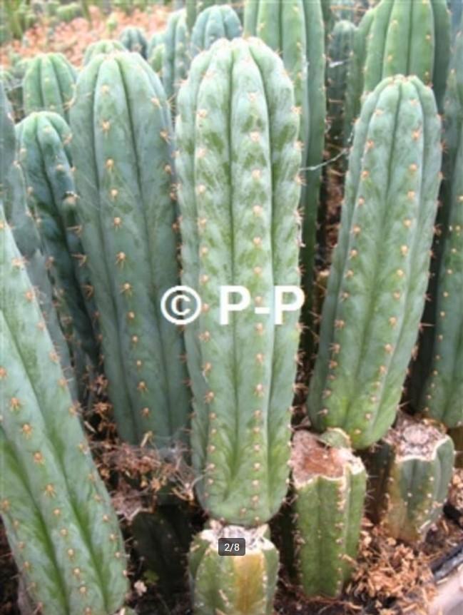 San Pedro Cactussen - DE ECHTE ! - Echinopsis pachanoi, Huis en Inrichting, Kamerplanten, Cactus, 200 cm of meer, Bloeiende kamerplant
