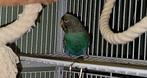 Blackface goldenface split blackwing man, Mannelijk, Tropenvogel, Geringd