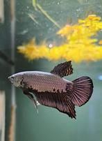 Kempvis man black samurai (Betta splendens), Dieren en Toebehoren, Vissen | Aquariumvissen, Vis, Zoetwatervis