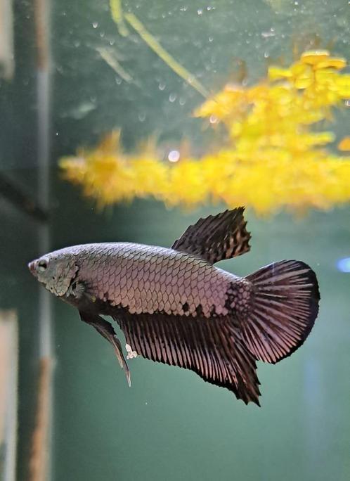 Kempvis man black samurai (Betta splendens), Dieren en Toebehoren, Vissen | Aquariumvissen, Zoetwatervis, Vis
