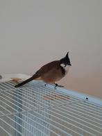 Buulbuul, Tropenvogel, Geringd