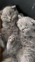 Britse korthaar kitten Blue silver, 0 tot 2 jaar, Kater