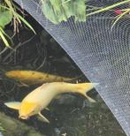 Israëlische Koi Platinum ogon 85 cm van agri koi / dagon, Karper of Koi