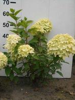 **ACTIE** Hydrangea paniculata Limelight, Pluimhortensia, Ophalen of Verzenden, Hortensia, Struik, Minder dan 100 cm