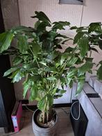 Caryota Palm op Hydrocultuur, Ophalen, Halfschaduw, Minder dan 100 cm