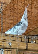 Valkparkiet, Dieren en Toebehoren, Vogels | Parkieten en Papegaaien, Geslacht onbekend, Parkiet, Geringd