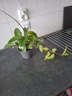 Hoya Cornosa, Huis en Inrichting, Kamerplanten, Ophalen, Overige soorten, Minder dan 100 cm