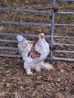 Jonge gezonde brahma haan, Dieren en Toebehoren, Pluimvee, Mannelijk, Kip