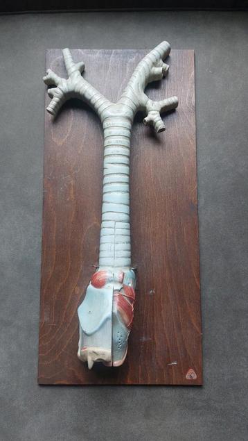 Somso gipsen Anatomisch Model - Larynx & Trachea (1930-1960) beschikbaar voor biedingen