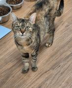 Dierenambulance katten te koop, Dieren en Toebehoren