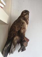 Prachtig opgezette buizerd, Ophalen, Vogel, Opgezet dier