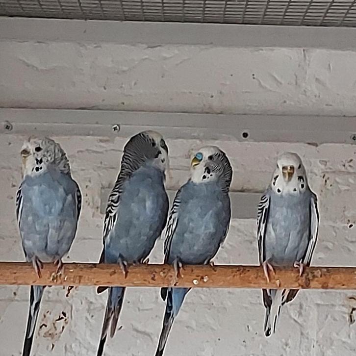 2 paartjes violet grasparkietjes, Dieren en Toebehoren, Vogels | Parkieten en Papegaaien, Parkiet, Meerdere dieren