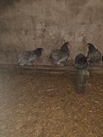 Australorp  blauw, Dieren en Toebehoren, Pluimvee, Meerdere dieren, Kip