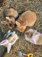 Zeer ruime keus jonge konijntjes, Dieren en Toebehoren, Konijnen, Meerdere dieren, Dwerg