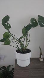 Grote plant met bloempot, Huis en Inrichting, Kamerplanten, Ophalen of Verzenden