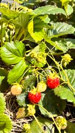 Aardbei plantje voor heerlijke aardbeien uit eigen tuin, Ophalen of Verzenden