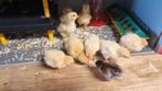 Orpington buff groot, Dieren en Toebehoren, Meerdere dieren, Kip