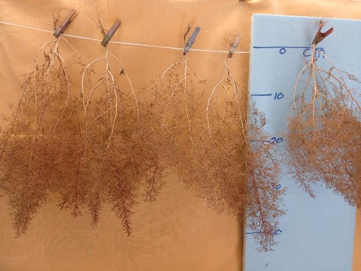 Zeeschuim, Hobby en Vrije tijd, Modeltreinen | H0, Nieuw, Natuur, Gelijkstroom, Overige merken, Ophalen of Verzenden