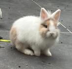 Minilops voedster 6 maandjes, Dieren en Toebehoren, Konijnen, Vrouwelijk, Dwerg, 0 tot 2 jaar