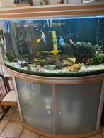 Te koop: aquatlantis aquarium met panorama glas., Ophalen, Gebruikt, Gevuld zoetwateraquarium