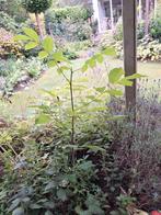 Meerdere jonge walnotenbomen

Per stuk €3,50, Ophalen, Overige soorten, Minder dan 100 cm