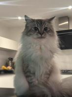 Ragdoll Poes zoekt nieuw huis (met alle accesoires erbij), Poes, Gechipt, 0 tot 2 jaar