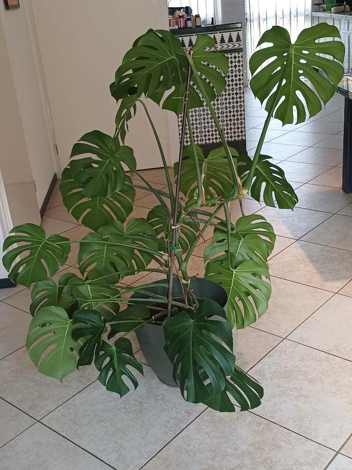 Monstera Deliciosa te koop, Huis en Inrichting, Kamerplanten, 100 tot 150 cm, Groene kamerplant, Halfschaduw, In pot, Ophalen