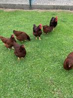 Koppel Rhode Island red, Meerdere dieren, Kip