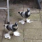 Mooie jonge Hollandse kroppes., Dieren en Toebehoren, Vogels | Duiven, Meerdere dieren, Kropper