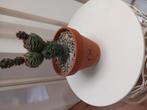 Zeldzame cactus, Huis en Inrichting, Kamerplanten, Ophalen, Cactus, Volle zon, Minder dan 100 cm