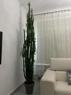 Cactus Euphorbia erytrea, Ophalen, Halfschaduw, 150 tot 200 cm, Groene kamerplant