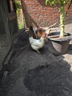Legkippen, Dieren en Toebehoren, Pluimvee, Vrouwelijk, Kip
