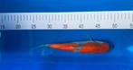 Japanse koi karper Goshiki, Dieren en Toebehoren, Vissen | Vijvervissen, Karper of Koi