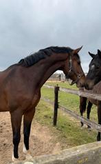 Weidemaatje/therapie/hobby paard, Gechipt, Ruin, Niet van toepassing, Recreatiepaard