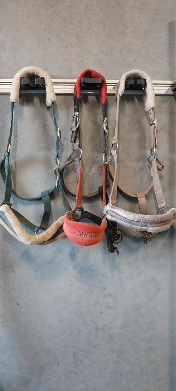Halsters en halstertouwen full beschikbaar voor biedingen