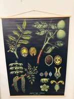 IKEA Sibbard Schoolplaat - Walnoot - Nieuw, Ophalen of Verzenden, Natuur en Biologie