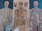 Anatomische prent, fraaie uitklapbare litho, Ophalen of Verzenden