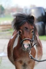 Verzorger gezocht omgeving midden-delfland, Dieren en Toebehoren, Ophalen of Verzenden, Nieuw, Overige soorten