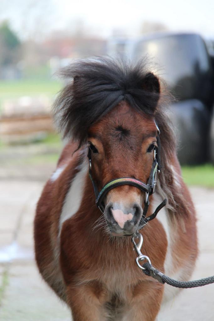 Verzorger gezocht omgeving midden-delfland, Dieren en Toebehoren, Paarden en Pony's | Overige Paardenspullen, Nieuw, Overige soorten