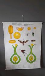 Schoolplaat wandkaart bestuiving bevruchting biologie, Ophalen of Verzenden