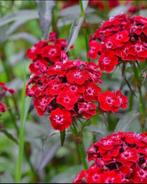 Dianthus Scarlet Beauty | Duizendschoon | Chemievrij | P9, Overige soorten, Volle zon, Vaste plant, Ophalen of Verzenden