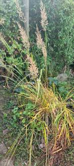 Gratis ophalen, Tuin en Terras, Planten | Tuinplanten, Ophalen, Vaste plant, Halfschaduw