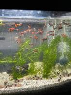 Corydora Panda, Dieren en Toebehoren, Vissen | Aquariumvissen, Vis