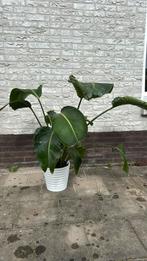 Strelitzia Nicolai – Witte Paradijsvogelplant, Ophalen, Overige soorten