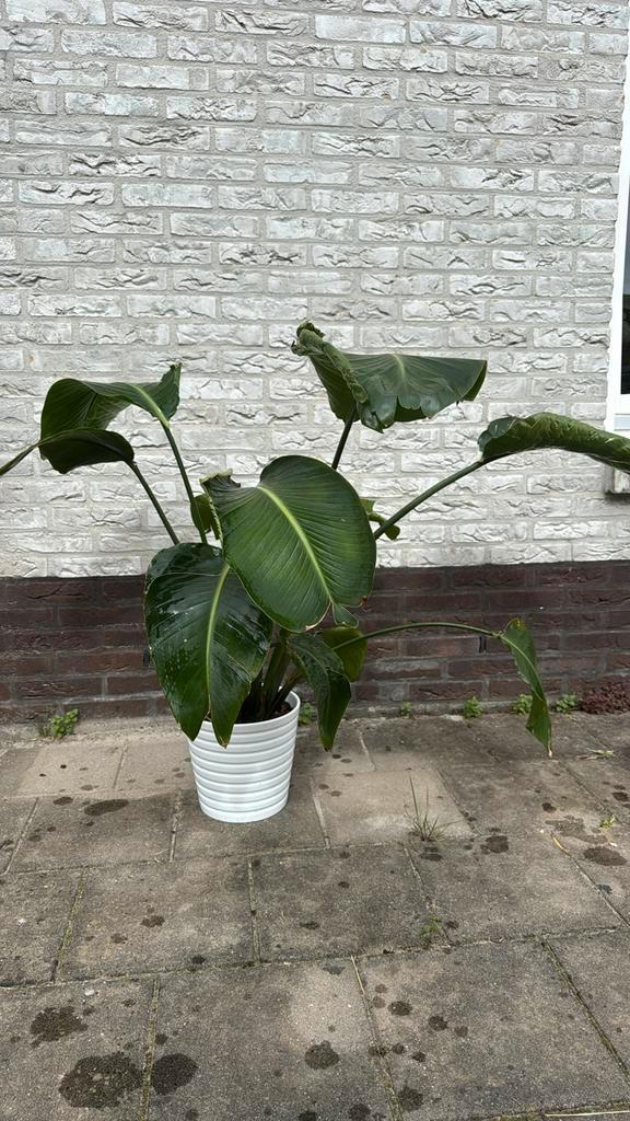 Strelitzia Nicolai – Witte Paradijsvogelplant, Huis en Inrichting, Kamerplanten, Overige soorten, Ophalen