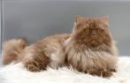 Cinnamon kater SPECIALE KLEUR BRITSE Langhaar BKH BLH, Dieren en Toebehoren, Katten en Kittens | Raskatten | Langhaar, Kater